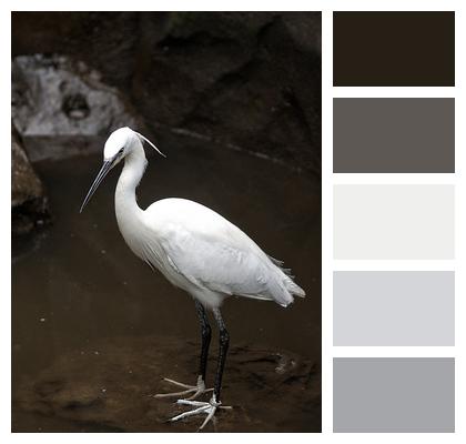 Little Egret Bird Wader Image